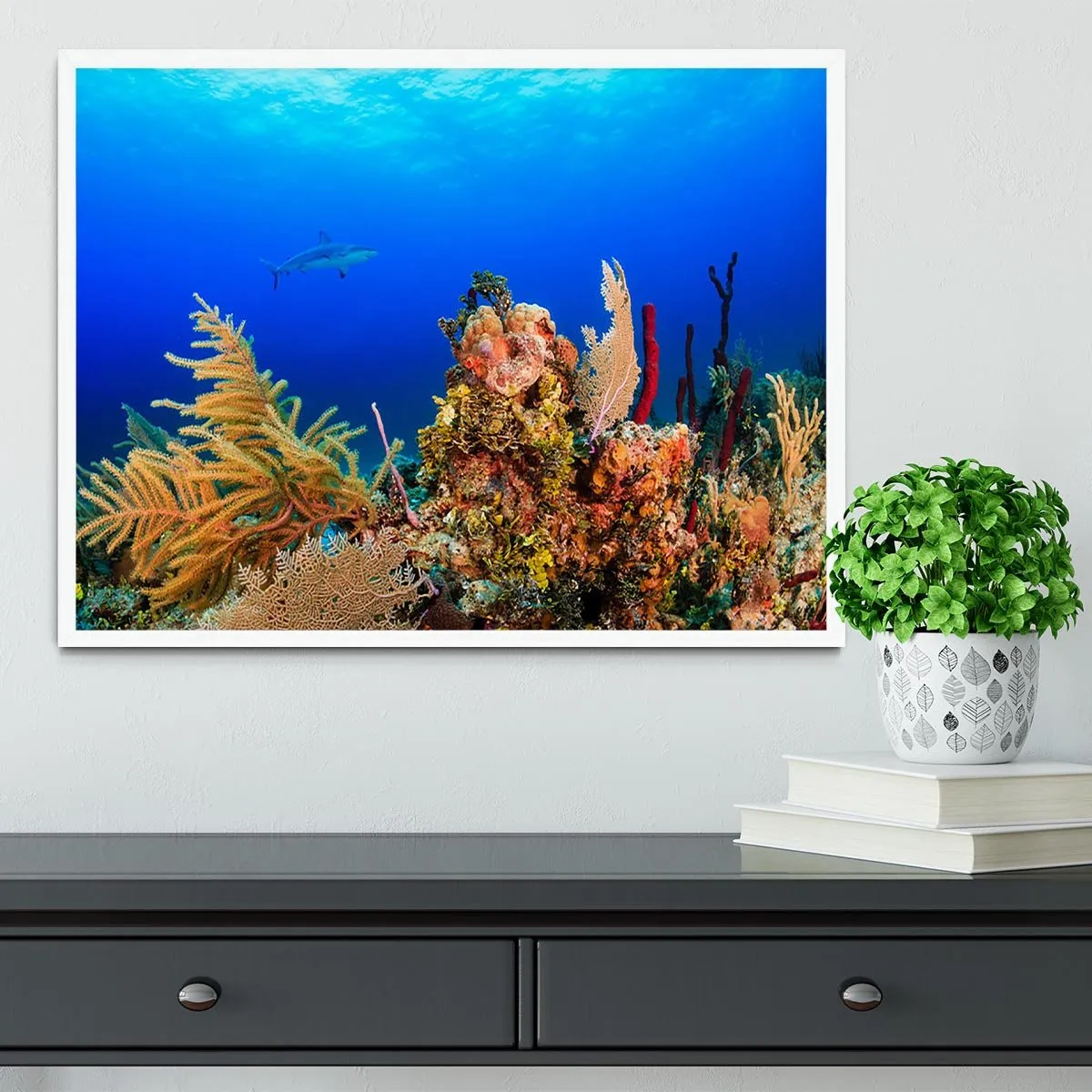 A Reef shark swimming on a tropical coral reef Framed Print
